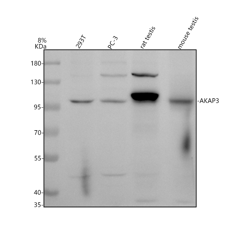 a07161 1 akap3 primary antibodies wb testing 1