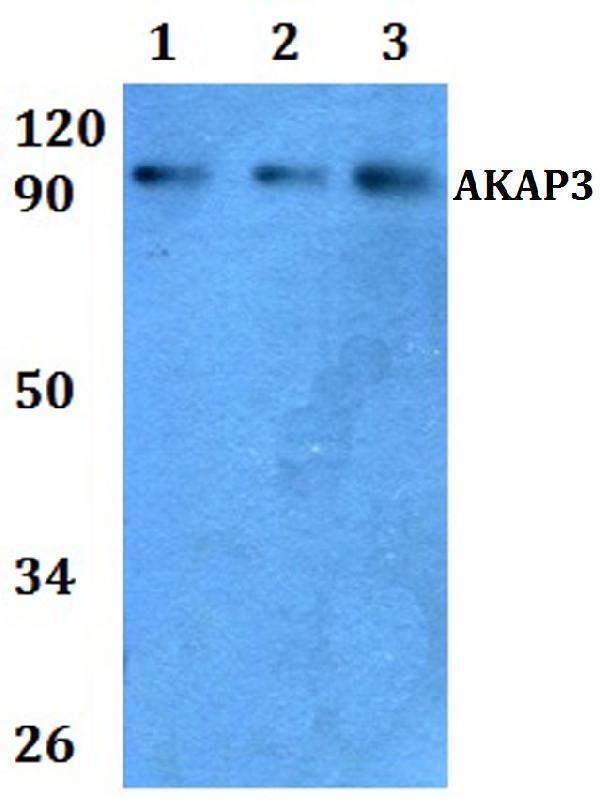 a07161 akap3 primary antiboties wb testing 1