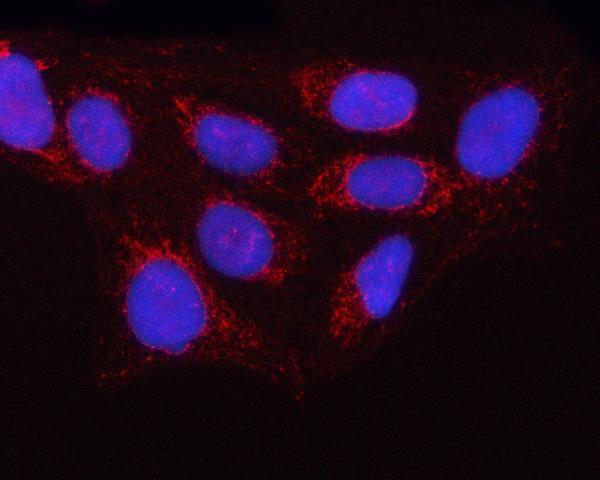 a07162 ola1 primary antibodies if testing 2