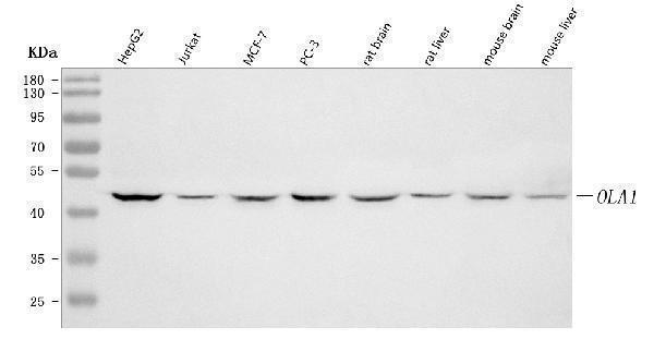 a07162 ola1 primary antibodies wb testing 1