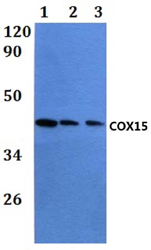 Western blot (WB) analysis of COX15 polyclonal antibody at 1:500 dilution  Lane1:HEK293T whole cell lysate  
Lane2:RAW264