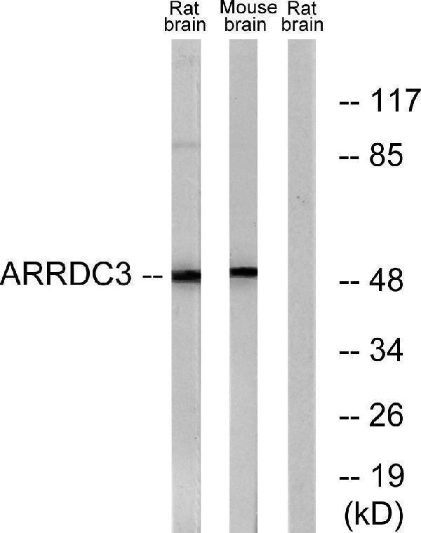 a07177 1 arrdc3 primary antibodies wb testing 2