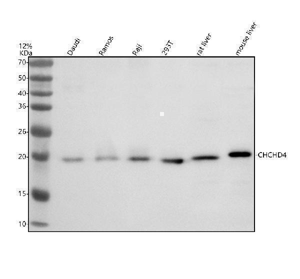 Western blot analysis of CHCHD4 using anti-CHCHD4 antibody (A07179-1)
