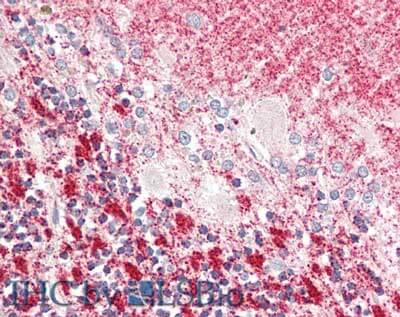 a07180 cenpu primary antibodies ihc testing 1