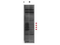 a07180 cenpu primary antibodies wb testing 3