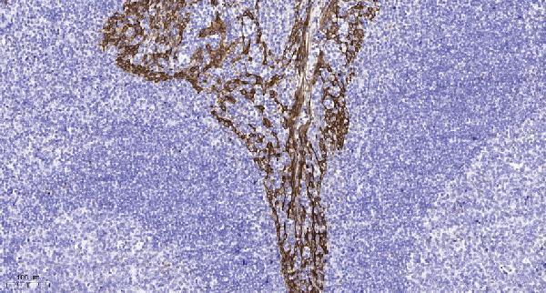 a07182 2 gpr132 primary antibodies ihc testing 1