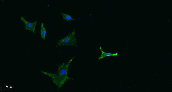 Immunofluorescence analysis of A549