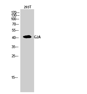 Western Blot analysis of 293T cells using G2A Polyclonal Antibody diluted at 1:500