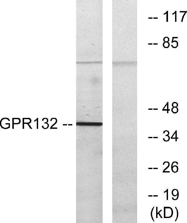 Western blot analysis of lysates from COS7 cells, using GPR132 Antibody