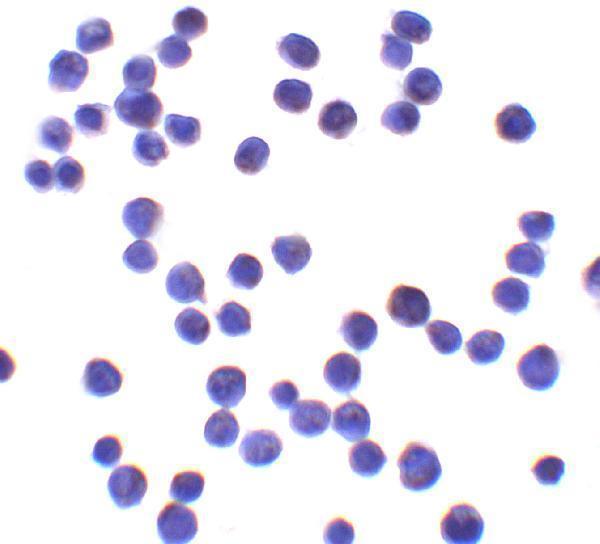 a07183 1 ubap2l primary antibodies icc testing 2