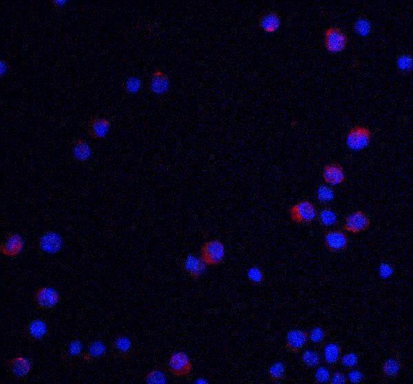 a07183 1 ubap2l primary antibodies if testing 3