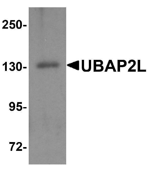 a07183 1 ubap2l primary antibodies wb testing 1