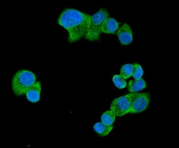 IF analysis of UBAP2L using anti-UBAP2L antibody (A07183-3)