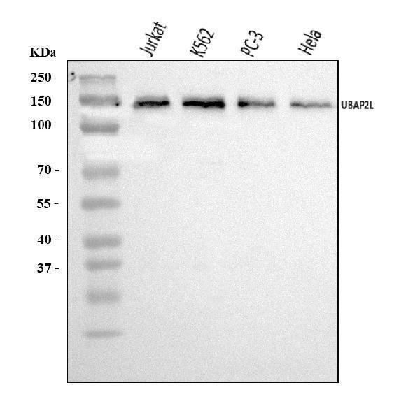  Western blot analysis of UBAP2L using anti-UBAP2L antibody (A07183-3)