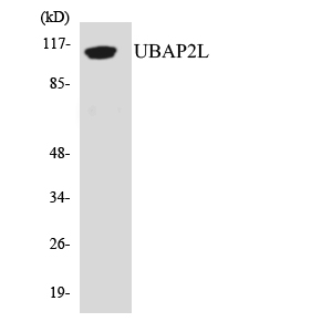 Western blot analysis of the lysates from Jurkat cells using UBAP2L antibody