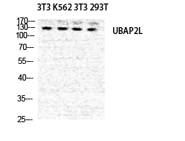 Western Blot analysis of NIH-3T3 K562 NIH-3T3 293T cells using NICE4 Polyclonal Antibody diluted at 1:500