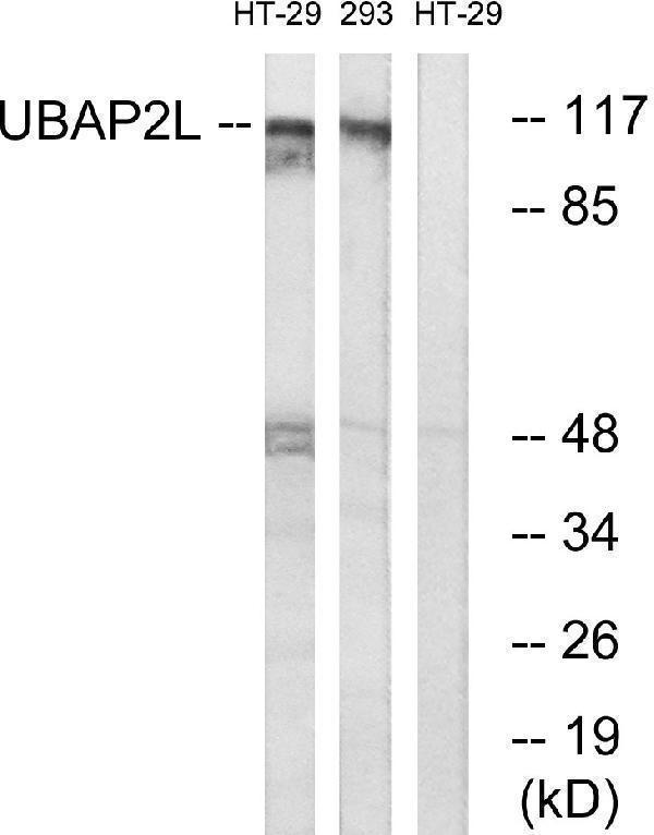 Western blot analysis of lysates from HT-29 and 293 cells, using UBAP2L Antibody