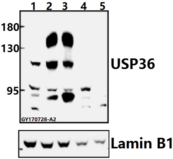 a07184 2 usp36 primary antiboties wb testing 1