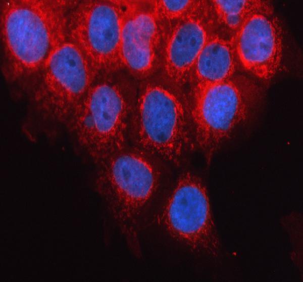 IF analysis of GFM1 using anti-GFM1 antibody (A07185-2)