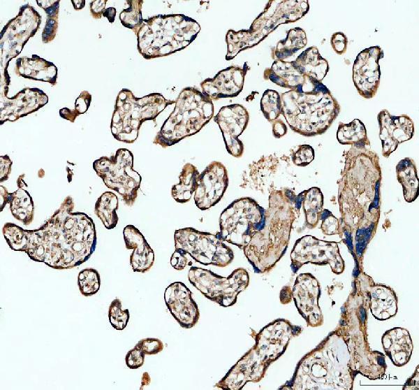 IHC analysis of GFM1 using anti-GFM1 antibody (A07185-2)