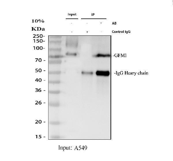 a07185 2 gfm1 primary antibodies ip testing 1