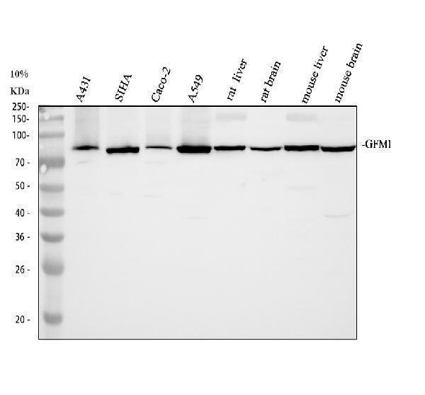 Western blot analysis of GFM1 using anti-GFM1 antibody (A07185-2)