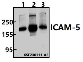 a07187 icam5 primary antiboties wb testing 1