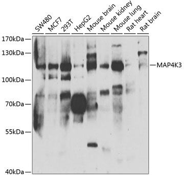 a07188 1 map4k3 primary antiboties wb testing 1