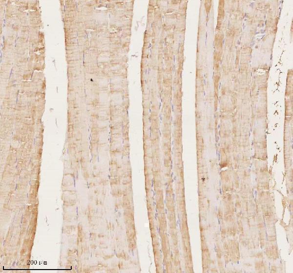 a07188 2 map4k3 primary antibodies ihc testing 4