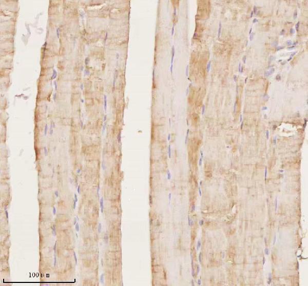 a07188 2 map4k3 primary antibodies ihc testing 5