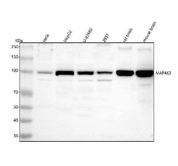  Western blot analysis of MAP4K3 using anti-MAP4K3 antibody (A07188-2)