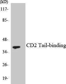 Western blot analysis of the lysates from HeLa cells using CD2 Tail-binding antibody