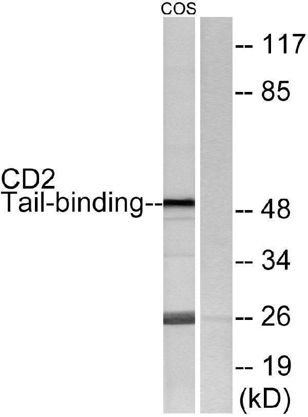 Western blot analysis of lysates from COS7 cells, using CD2 Tail-binding Antibody