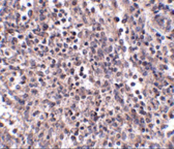 a07190 1 ebi3 primary antibodies ihc testing 3