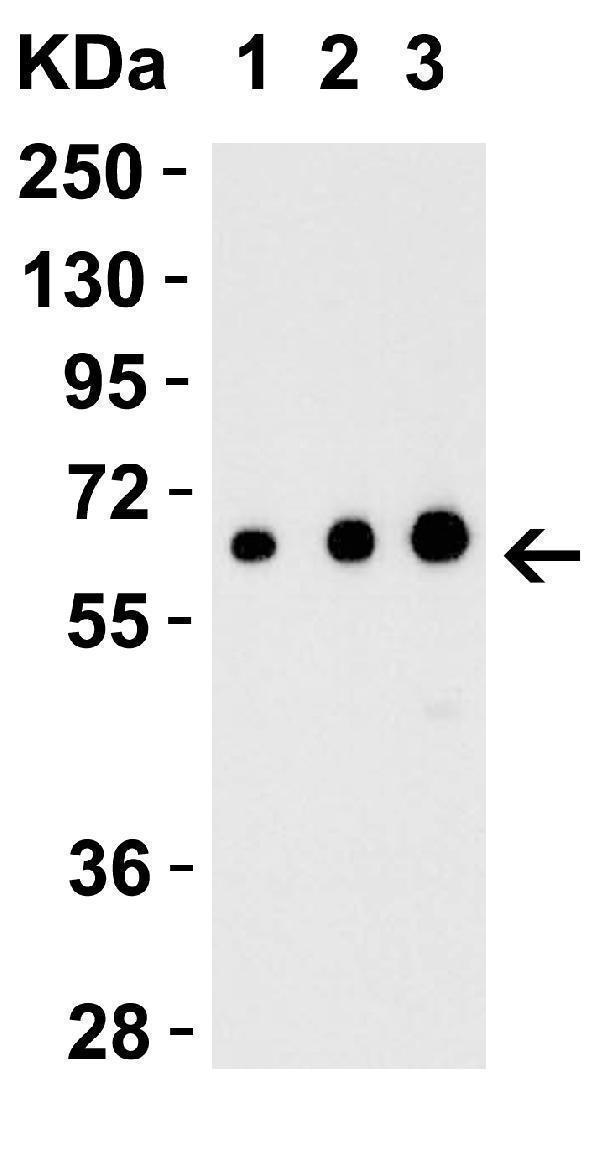 a07190 1 ebi3 primary antibodies wb testing 2