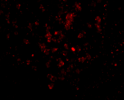 Immunofluorescence Validation of EBI-3 in Human Spleen Tissue
Immunofluorescent analysis of 4% paraformaldehyde-fixed Human Spleen tissue labeling EBI-3 with A07190 at 20 μg/mL, followed by goat anti-rabbit IgG secondary antibody at 1/500 dilution (red)