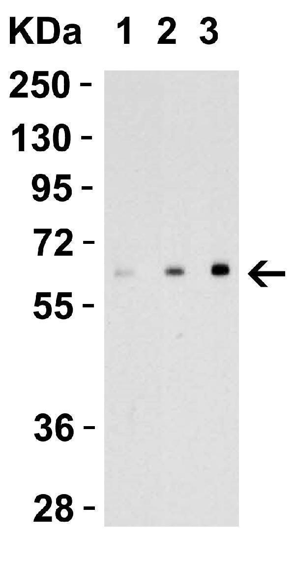 Recombinant Protein Validation 
Loading: 30 ng of human recombinant IL-17 (IL-17A+IL-17B) protein per lane