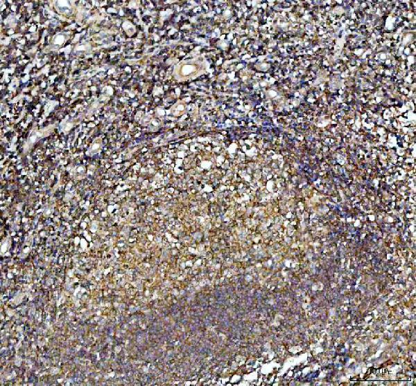 a07192 2 arpc1b primary antibodies ihc testing 2