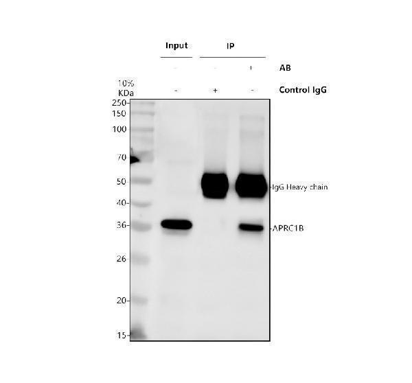 a07192 2 arpc1b primary antibodies ip testing 4