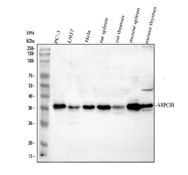 a07192 2 arpc1b primary antibodies wb testing 1