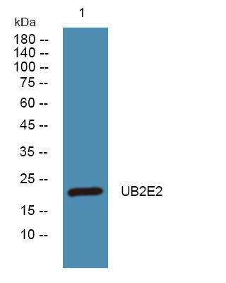 a07193 ube2e2 primary antibodies wb testing 1