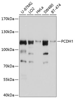 Western blot analysis of extracts of various cell lines, using PCDH1 antibody  at 1:1000 dilution