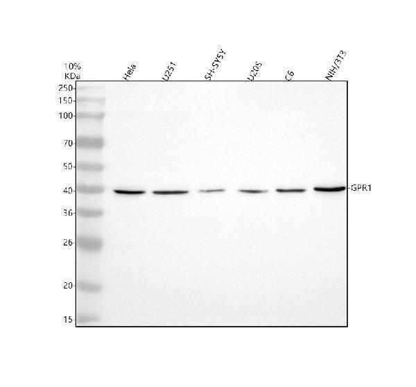 a07199 1 cmklr2 primary antibodies wb testing 1