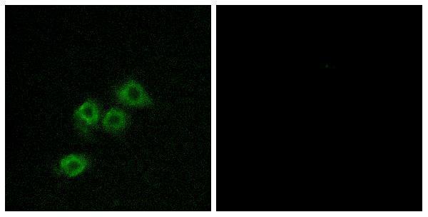 a07199 gpr1 primary antibodies if testing 1