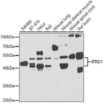 Western blot analysis of extracts of various cell lines, using IFRD1 antibody  at 1:1000 dilution