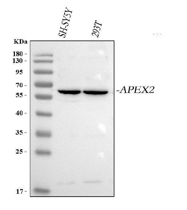  Western blot analysis of APEX2 using anti-APEX2 antibody (A07203-1)