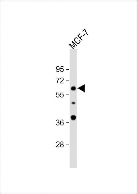 Anti-APEX2 Antibody (Center) at 1:1000 dilution + MCF-7 whole cell lysateLysates/proteins at 20 µg per lane