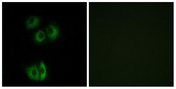 Immunofluorescence analysis of A549 cells, using CELSR3 Antibody