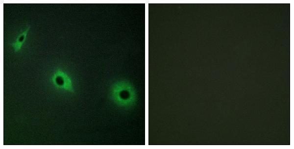 Immunofluorescence analysis of HepG2 cells, using CELSR3 Antibody