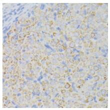 Immunohistochemical analysis of ACADL staining in rat ovary formalin fixed paraffin embedded tissue section